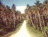 Bougainville Island, PNG